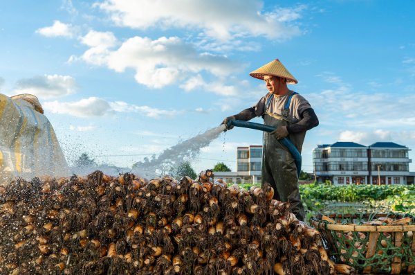 福盈策略 江苏南通：莲藕喜获丰收