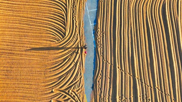 忆融速配 忙碌在霜降的田野上